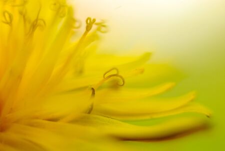 Picture of a Beautifull subtle colors of a stamens, macro,の写真素材