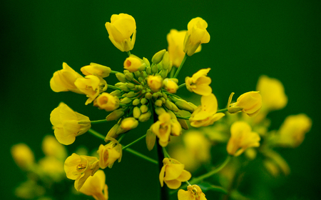 Picture of a ecological plant Rapeseed blossoms on Green blurred backgroundの写真素材