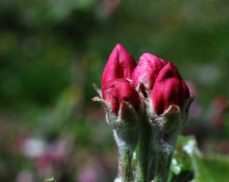 picture of a baeutifull apple blossom in orchardの写真素材