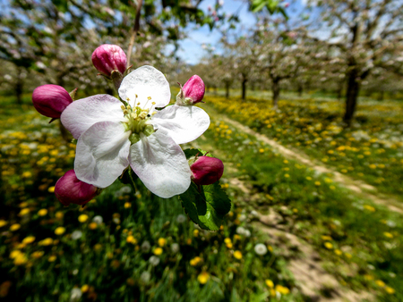 Blossoming apple orchard in spring ,picture of aの写真素材