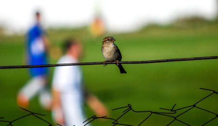 House Sparrow on a fence of a  small soccer stadiumの写真素材