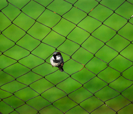 house Sparrow on a fence with green backgroundの写真素材