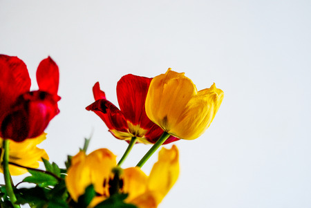 beautifull yellow and red tulips,picture of aの写真素材