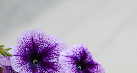 Picture of a Spring flowerの写真素材