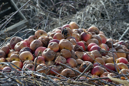 Picture of a rotten apples ,Organic pollution,soil acidificationの写真素材