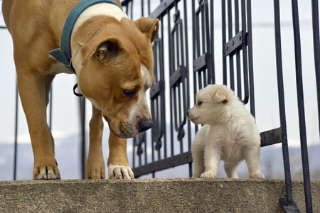 Picture poodle puppy playing with senior amstaff