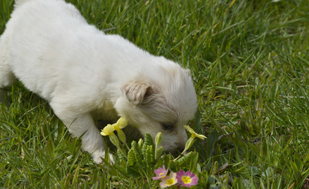 Photo of a Cute poodle puppy playing