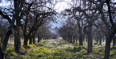 picture of an Old appple orchard on a cold april morningの写真素材