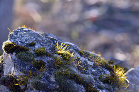 Photo of moss on a rock early in the morning after sunrise