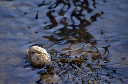 Photo of a stone in the river early in the morningの写真素材