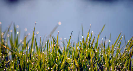 Photo of a Morning dew on blades of grassの写真素材