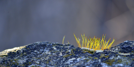 Photo of moss on a rock early in the morning after sunriseの写真素材