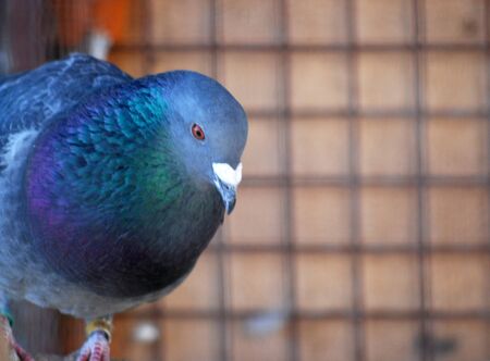 Dove in a cage, picture of aの写真素材