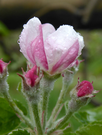 Apple blossoms after the rain,picture of aの写真素材