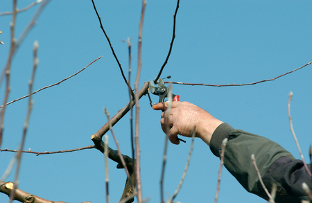 Pruning apple tree in marchの写真素材