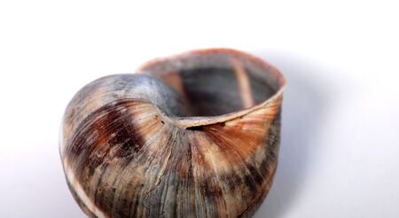 Snail shell, picture of aの写真素材