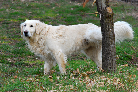 Golden retreiver dog pissing on a treeの写真素材