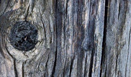 Old wet wood background