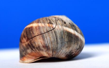 Snail shell, picture of a