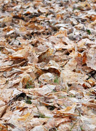 Picture of  chestnut leaves fallen on the lawnの写真素材