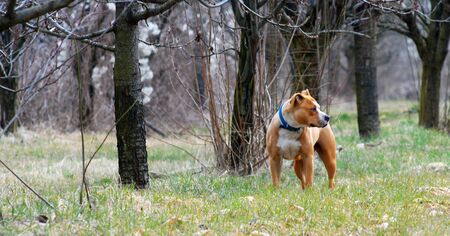 American Staffordshire Terrier in a green grass lawn, picture ofの写真素材