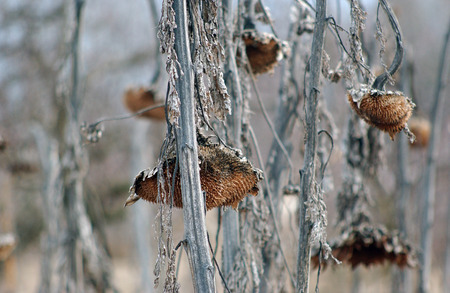 Picture of a Withered sunflower head without seeds in winterの写真素材