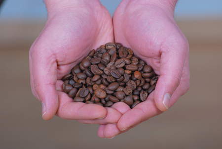 Picture of a Coffee Beans In Man Handの写真素材