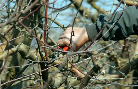 Pruning apple tree in march