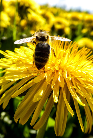 Picture of a bee colecting nectar  on a yellow flowerの写真素材