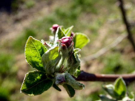 blossoming apple tree, macro, pink phase,の写真素材
