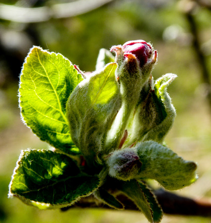 Picture of an Apple tree blossom , pinkの写真素材