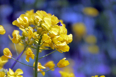 Rapeseed blossoms and bee in sunshine