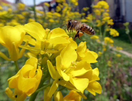 Rapeseed blossoms and bee in sunshineの写真素材