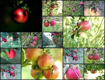 apple collageの写真素材