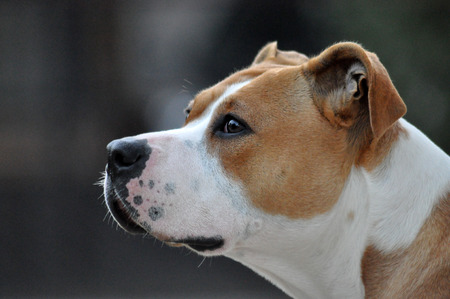 American Staffordshire Terrier, female dog,の写真素材