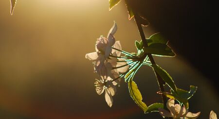 Picture of a Plum blossom in sunset