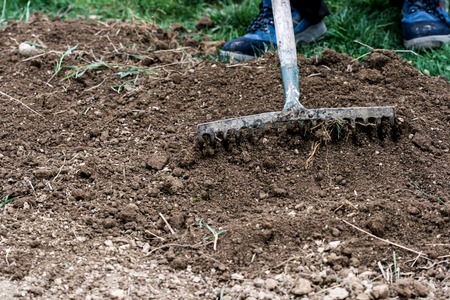 Picture of a Man rakening garden bedの写真素材