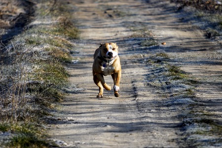 Picture of Two years old  female amstaffの写真素材