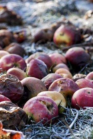picture of a Rotten apples with bokeh
