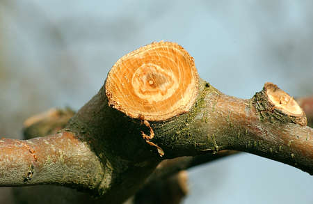 Pruned apple trees in orchardの写真素材