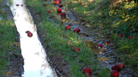 picture of a Morning shadows with fallen apples in orchardの写真素材