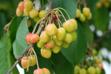 Picture of a Pure Organic cherry on a branchの写真素材