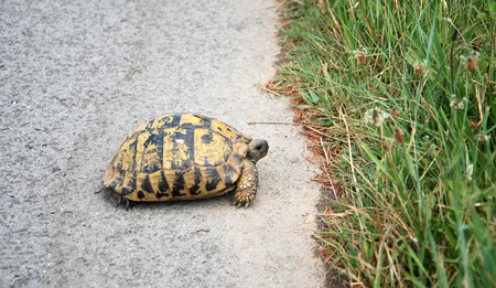Picture Turtle on the asphalt road going to grassの写真素材