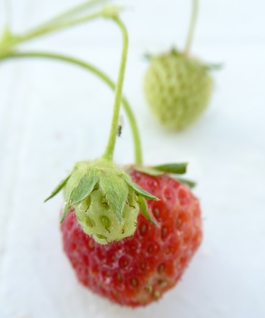 Picture of a Pure organic strawberry from backyard gardenの写真素材