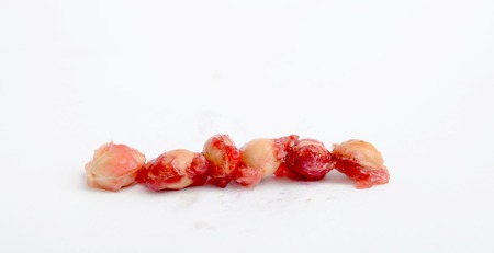 Picture of a Pure organic cherries on white backgroundの写真素材