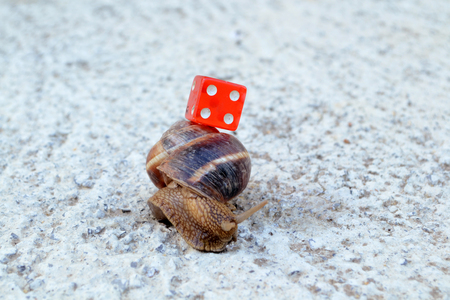 red dice on a snail shellの写真素材