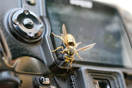 Picture of a Wasp on a digital camera controlsの写真素材