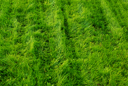 picture of a  fresh moved grass backgroundの写真素材