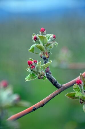Picture of a Apple tree in blossom. Fruit orchard.の写真素材