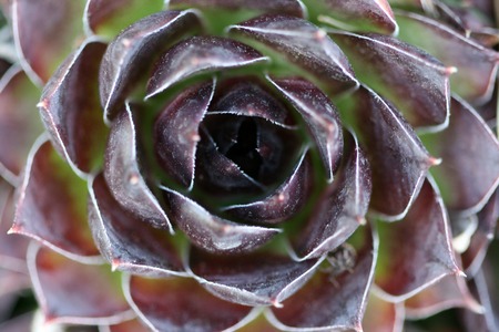 Picture of a House leek , sempervivum close upの写真素材